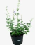 Salvia African Sky - vivero vip garden