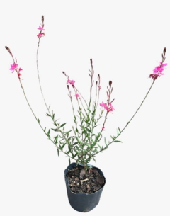 GAURA FUCSIA