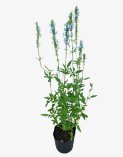 Salvia celeste - vivero vip garden