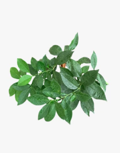 Naranja de ombligo sanguinea - tienda online
