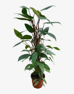 Philodendro Sanguineo - tienda online