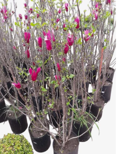 Magnolia Liliflora - tienda online