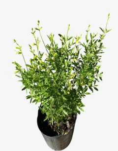 Salvia Greggi - tienda online