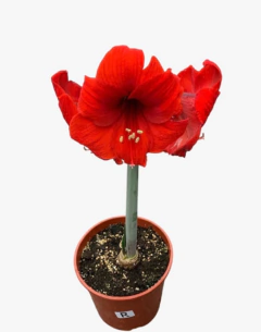 Amaryllis - tienda online