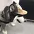 Gorra protector solar para perro, gorra de béisbol para deportes al aire libre en internet