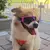 Imagen de Gafas para perros, suaves, a prueba de viento, Anti-UV, con correa ajustable, para deportes