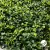 Kit Placas De Buchinho Muro Inglês Artificial Jardim vertical Grama Sintética