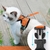 Peitoral Pet com Guia p/ Passeio | Gatos - comprar online