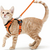 Peitoral Pet com Guia p/ Passeio | Gatos