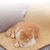 Tapete Pet Arranhador para Gatos na internet
