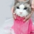 Roupa de Gato p/ Cortar Unhas e Tomar Banho na internet
