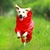 Roupa Capa de Chuva Pet Impermeável - loja online