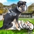 Colar Elizabetano Confortável Pet | Cães e Gatos na internet