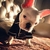 Pijamas elegantes para tu Mascota - comprar online