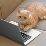 Mora, la diva felina