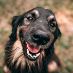 Firulais Trompita, campeón de siestas