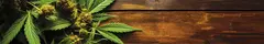 Banner da categoria Hemp Dyed