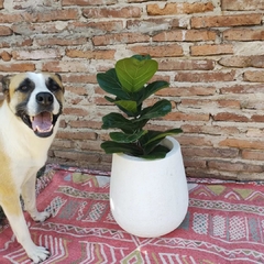Ficus Pandurata - comprar online
