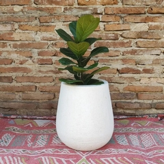 Ficus Pandurata