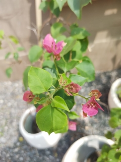 Santa Rita