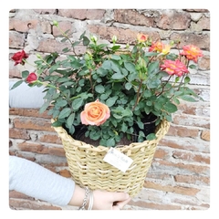 Rositas Rococó