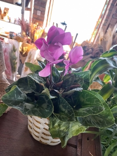 Violetas de los Alpes - comprar online