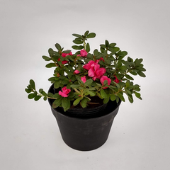 AZALEA
