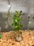Kit Plantas Aquáticas Naturais 50 Mudas