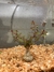 Ludwigia Red Mini