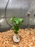 Kit Plantas Aquáticas Naturais 50 Mudas - MundoAzul Pet