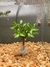 Hygrophilia Polysperma