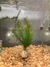 Imagem do Kit Plantas Aquáticas Naturais 40 Mudas