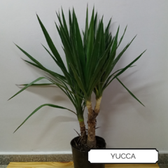 Yucca