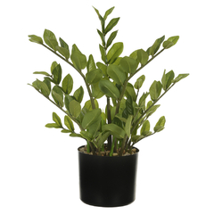 Planta zamioculca 50cm permanente na internet