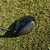 Callaway Epic Speed Driver 9º Stiff na internet
