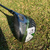 Callaway Epic Speed Driver 12º Stiff - loja online