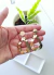 Aros Amaly en internet
