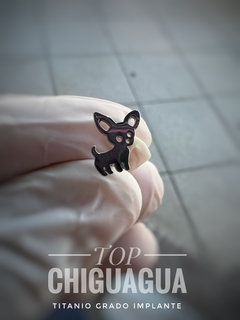 top chihuaha