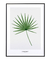 Quadro Decorativo Folha Chamaerops