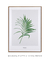 Quadro Decorativo Folha Dypsis - Quadros Incríveis