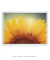 Quadro Decorativo Girassol Flor - Quadros Incríveis