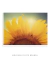 Quadro Decorativo Girassol Flor