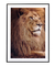 Quadro Decorativo Leão Étnico Safari Fotografia