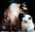Gatos