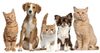 Banner Mambo Mascotas