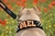 Collar para perro personalizable