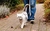 Paseo para gato.