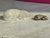 Imagem do PETS 3D