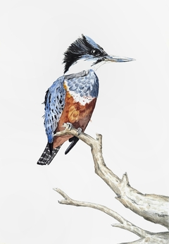 American kingfisher