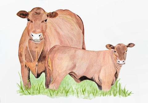 Cow and calf